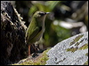 south_island_wren_122155