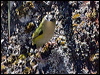 south_island_wren_122172
