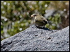 south_island_wren_122186