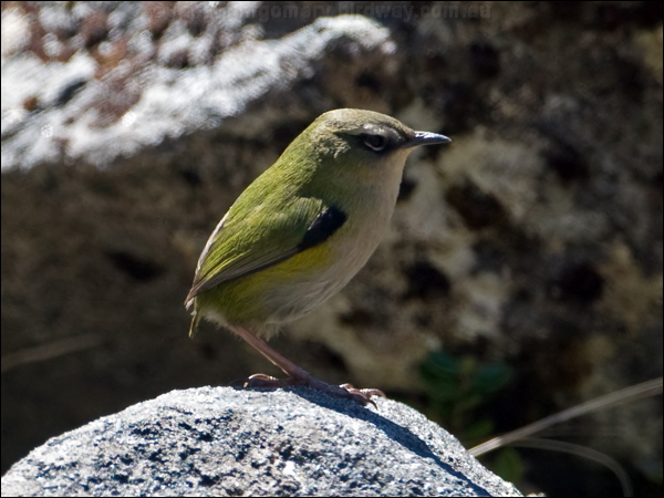 South Island Wren (Rock Wren) south_island_wren_122159.psd