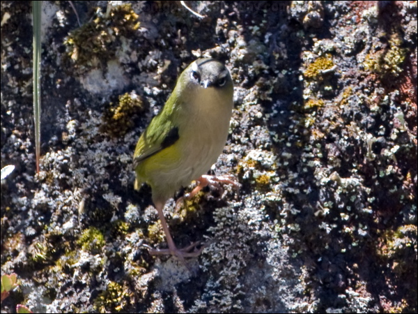 South Island Wren (Rock Wren) south_island_wren_122172.psd