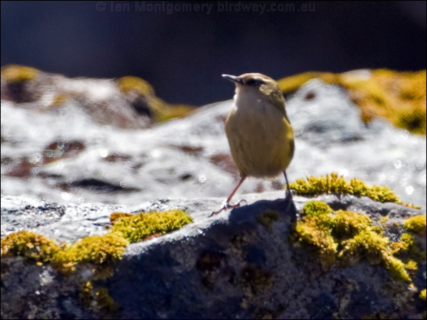South Island Wren (Rock Wren) south_island_wren_133763.psd