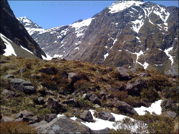South Island Wren (Rock Wren) south_island_wren_habitat_1773.psd