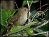atherton_scrubwren_164990