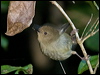 Click here to enter gallery and see photos/pictures/images of  Atherton Scrubwren