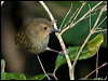 atherton_scrubwren_164994