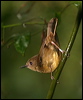 atherton_scrubwren_34689