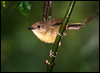 atherton_scrubwren_34690