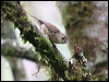 atherton_scrubwren_46718