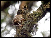atherton_scrubwren_46767