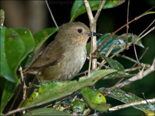 Atherton Scrubwren atherton_scrubwren_164990.psd