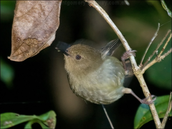Atherton Scrubwren atherton_scrubwren_164992.psd
