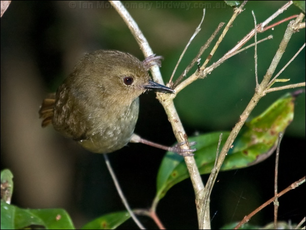Atherton Scrubwren atherton_scrubwren_164994.psd