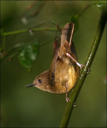Atherton Scrubwren atherton_scrubwren_34689.psd