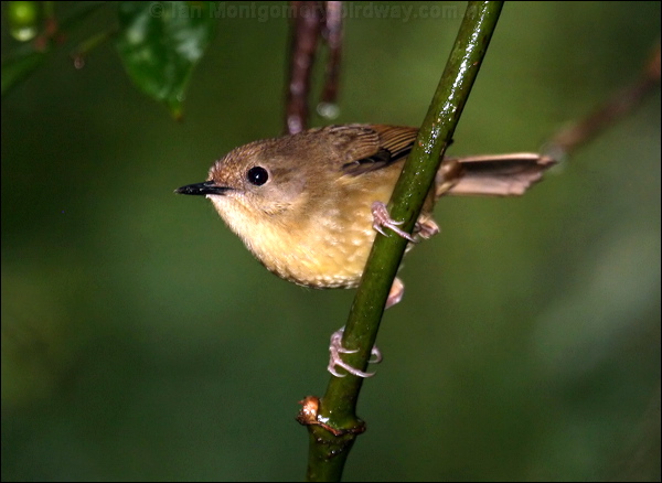 Atherton Scrubwren atherton_scrubwren_34690.psd