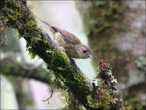 Atherton Scrubwren atherton_scrubwren_46718.psd