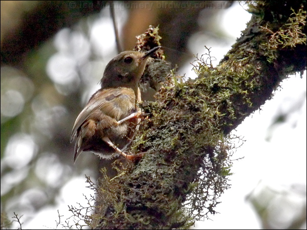 Atherton Scrubwren atherton_scrubwren_46767.psd