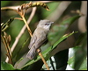 brown_gerygone_07735