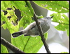 brown_gerygone_30270