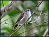 brown_gerygone_31539