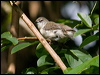 brown_gerygone_99188