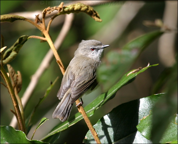 Brown Gerygone brown_gerygone_07735.psd