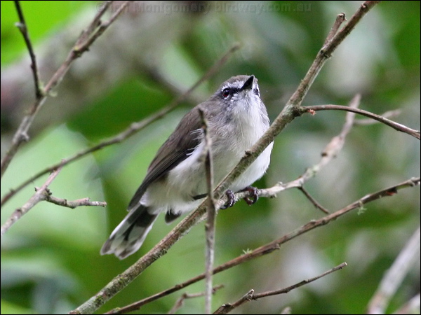 Brown Gerygone brown_gerygone_31539.psd