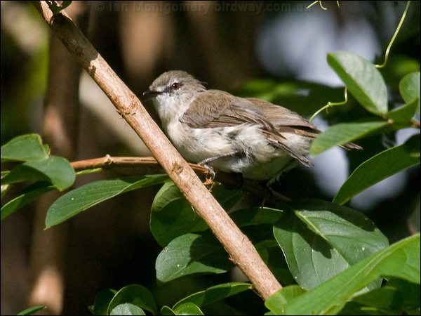 Brown Gerygone brown_gerygone_99188.psd