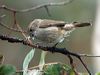 brown_thornbill_128664
