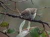 brown_thornbill_128675