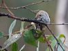 brown_thornbill_128685