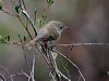 brown_thornbill_128701