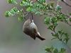 brown_thornbill_128711