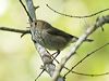 brown_thornbill_315395