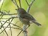 brown_thornbill_315402