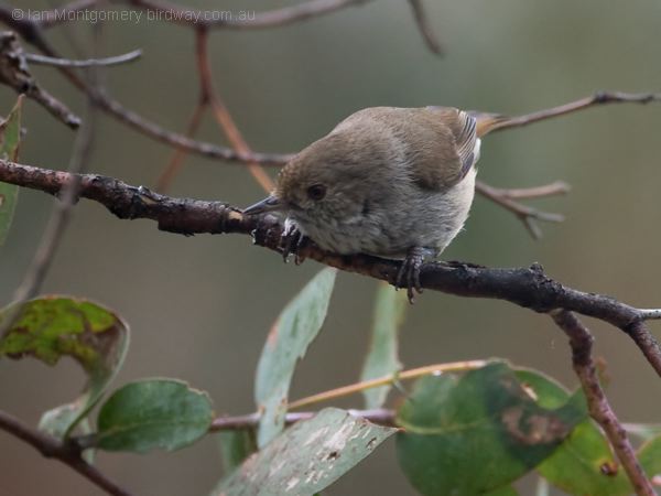 Brown Thornbill brown_thornbill_128675.psd