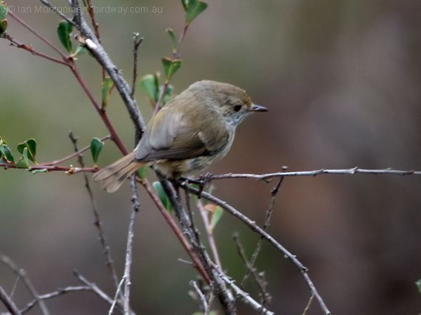 Brown Thornbill brown_thornbill_128701.psd