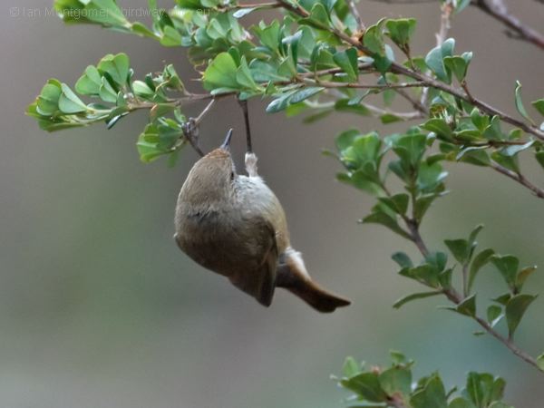 Brown Thornbill brown_thornbill_128711.psd