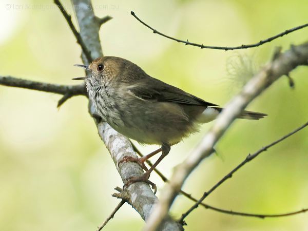 Brown Thornbill brown_thornbill_315395.psd