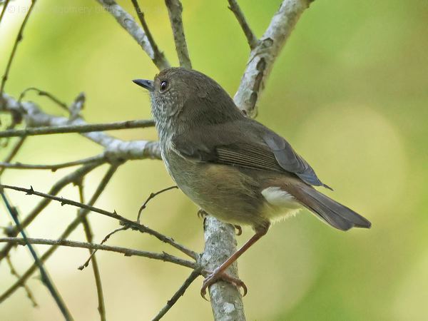 Brown Thornbill brown_thornbill_315402.psd