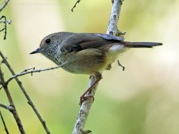 Brown Thornbill brown_thornbill_315407.psd