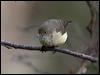 buffrumped_thornbill_86000