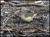 buffrumped_thornbill_86039