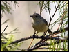 buffrumped_thornbill_95122