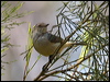 buffrumped_thornbill_95129