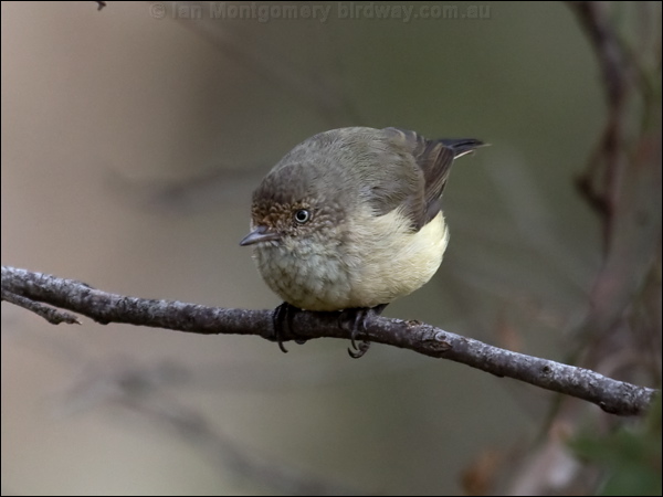 Buff-rumped Thornbill buffrumped_thornbill_86000.psd