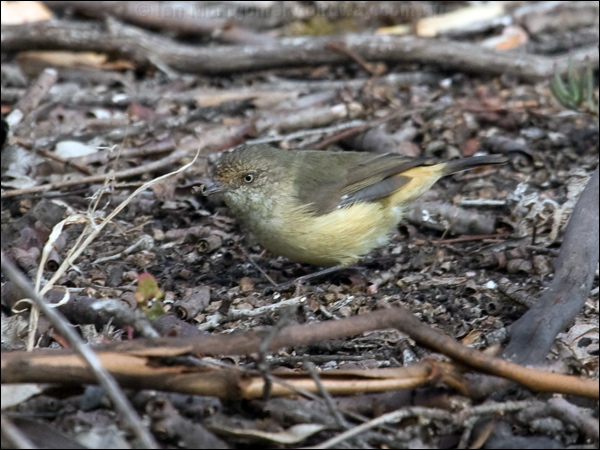 Buff-rumped Thornbill buffrumped_thornbill_86039.psd