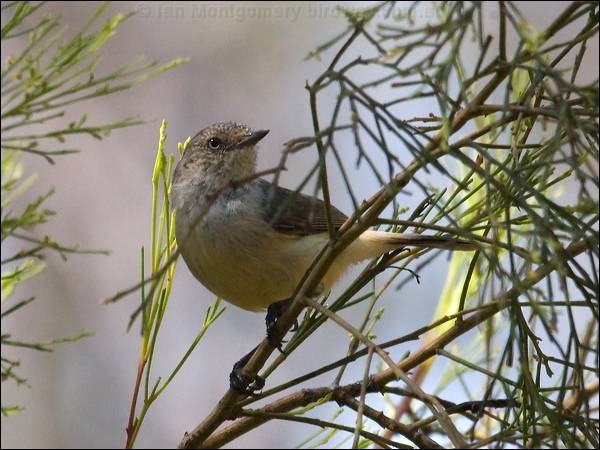Buff-rumped Thornbill buffrumped_thornbill_95129.psd