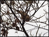 chestnrumpthornbill_82113
