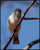 chestnrumpthornbill_88678